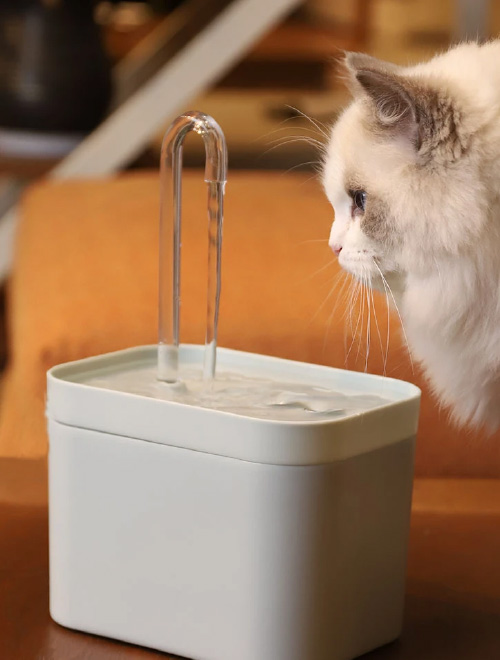 repas-fontaine-gamelles-chat